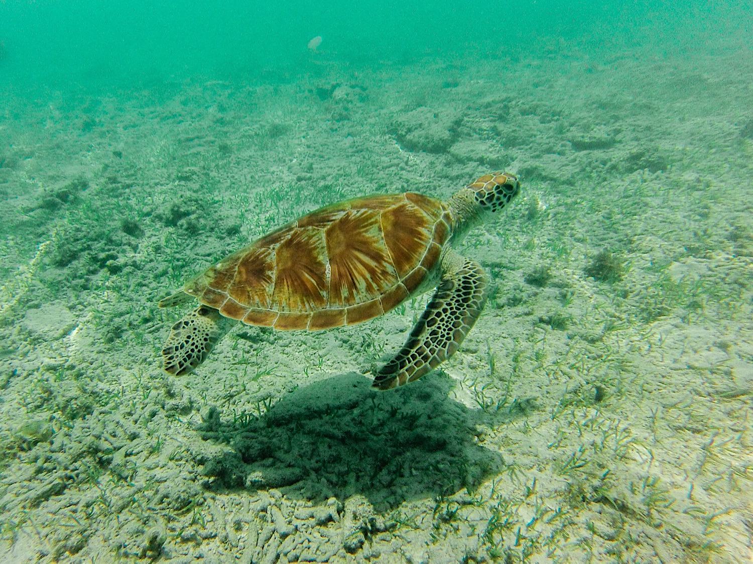 Unterwasserschildkröte beim Schnorcheln