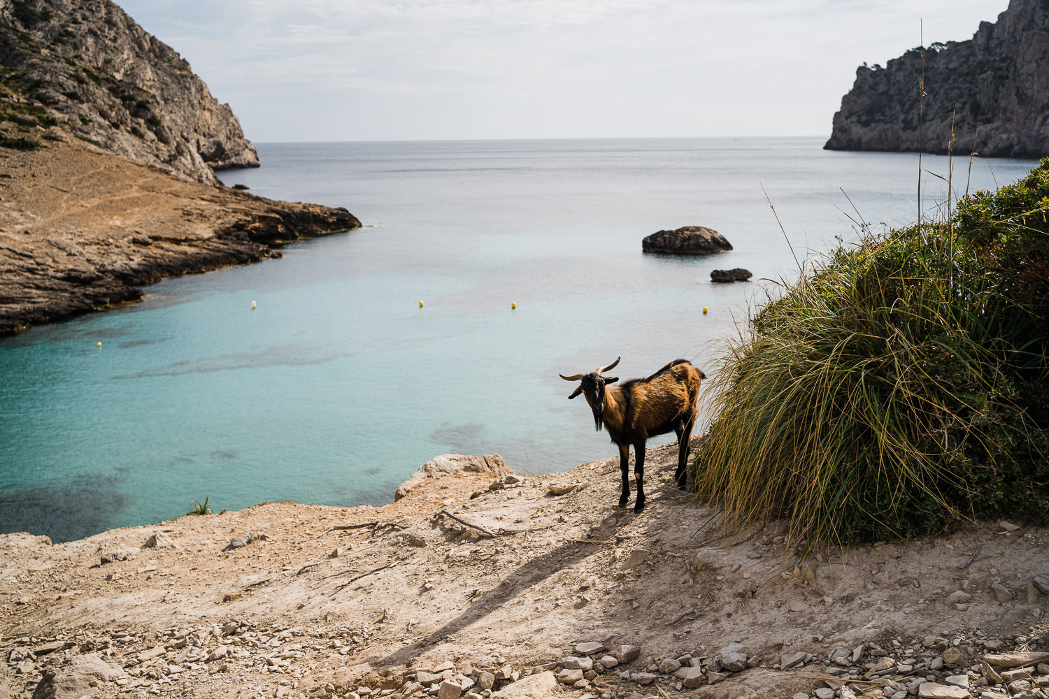 Reisen nach Mallorca Corona 