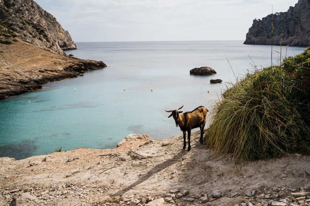 Buchten auf Mallorca