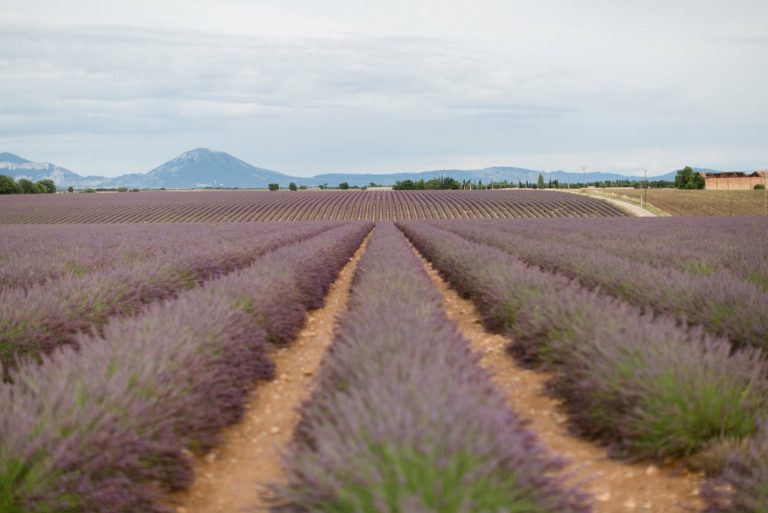 Roadtrip durch die Provence zur Lavendelblüte