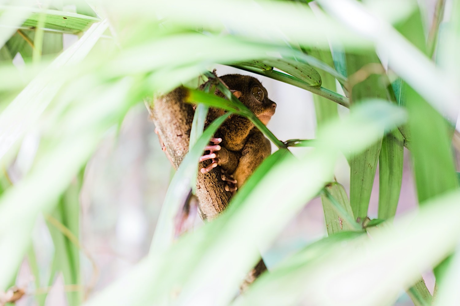 Tarsier Affen auf Bohol