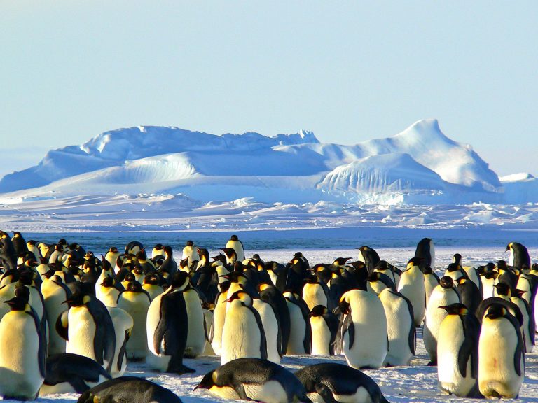 Günstig in die Antarktis reisen – wie sich mein Traum (fast) erfüllte