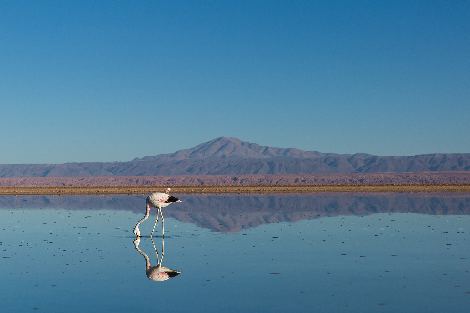 Atacama Wüste Flamingo