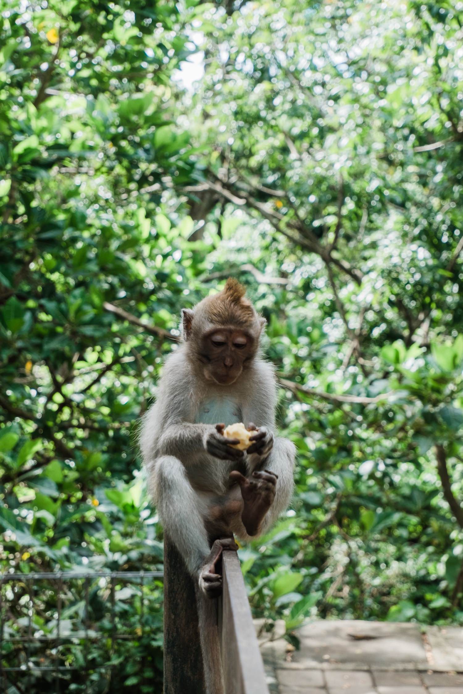 Der Monkey forest in Ubud